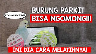 burung parkit ternyata bisa ngomong !!! budgies can talking