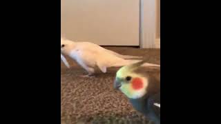 Smart and lovely little budgies #part-1