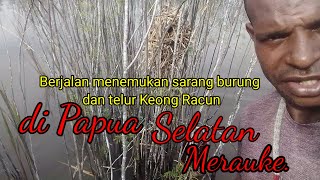 Cara burung pipit melindungi diri di papua selatan merauke.