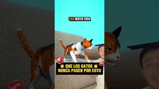 Nunca le hagan esto a los gatos #shortvideo