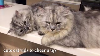 lychee & martini diaries ep #2: random cute clips of my funny cats