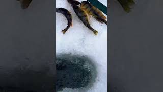 Ice Fishing Perch! 🎣 🐟 #shorts #icefishing #fishing