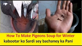 How to Care Pigeons in Winter? kabootar ki sardi khatam krney ka Pani