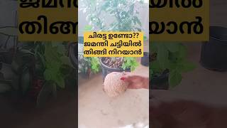 ചിരട്ട കളയണ്ട ജമന്തി തിങ്ങി നിറയും /poppy vlogs