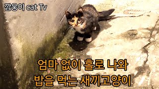 엄마없이 홀로 나와 밥을 먹는 새끼고양이 와 병원에 입원한 6섯마리 고양이