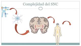 1 Farmacología de los antipsicóticos 2022 Mecanismo de acción