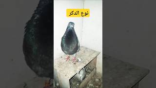 مشاء الله ❤🕊#pigeon