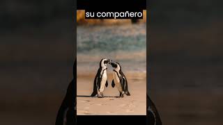 Amor eterno  Los pingüinos y su lealtad de por vida.