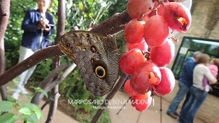 Una visita al Mariposario de Benalmádena