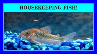 Episode 75 - Keeping Corydoras in an Aquarium. (Cory Catfish) Great Tank Cleaners!