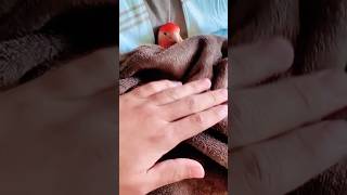 fred the pet parrot Relaxes in bad #viral