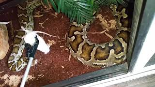 #schlange #serpent #reptile #Tigerpython / Indian Rockpython (#Python molurus molurus) vs. Ratte.