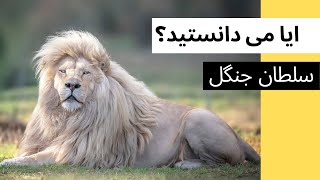 ایا میدانستید؟-چرا شیر سلطان جنگل است؟ -پارت1