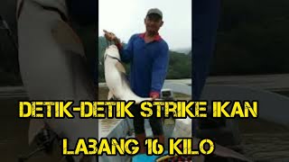 Detik2 teman strike ikan labang 16 kilo diwaktu malam(2017)