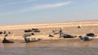 Seals Blakeney Point Norfolk