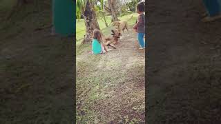 Kids playing their pets