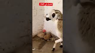 يأكل في سواد يمشي في سواد ينضر بسواد