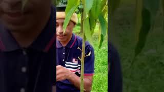 Teknik / Cara Setek dua Jenis mata tunas durian dengan satu tanaman Pohon durian kampung