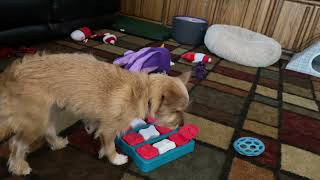 Ginger’s New Treat Enrichment Toy