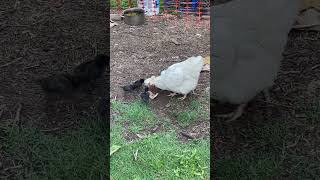 Momma hen and baby’s eating the first watermelon of the season. #backyardchickens