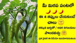 మిరప పంటలో ఈ 4 తప్పులు చేయకండి ౹ mirapalo manam chese thappulu | telugu raithu tips