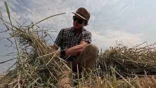 Making Drying Hay for Sheep