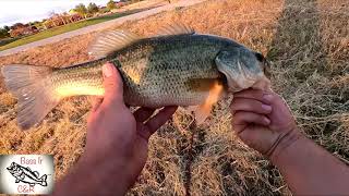 CAPTURE 4  LOBINAS DE BUEN TAMAÑO EN EL MISMO LUGAR (PESCA DE LOBINA CON JERKBAIT)