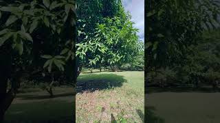 Mango Plantation #shortsvideo #shortsfeed #travel #shortsviral #reels