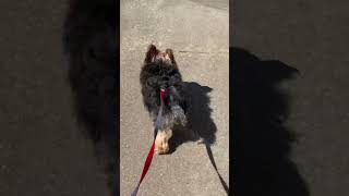 Walking hot dog