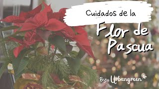 Secretos y Consejos Esenciales para Cuidar y Revivir tu Flor de Pascua Todo el Año 🌺 |  Urbangreen