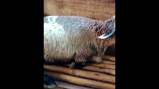 ternak kambing , Hasil persilangan domba moreno #shorts