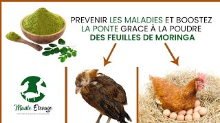 Comment booster la ponte des volailles grâce à la poudre de Moringa ?