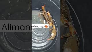 Alimango sa dagat|Crabs #crabs #mukbang #mukbangers