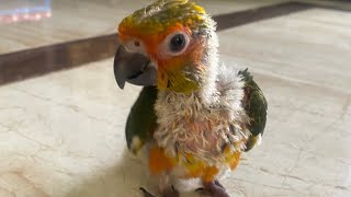 BABY SUNCONURE  WALKING🦜 🥰😍😍😍🦜 #ytshorts #shorts #shortvideos #cutebird #babyconure