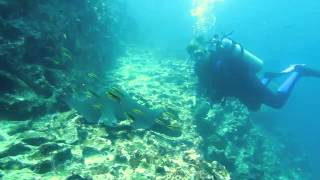 Diving at Gordon Rock in the Galapagos