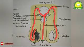 Sistem Reproduksi (Organ Reproduksi Laki-Laki)