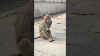 Small Monkey Eating Coconut