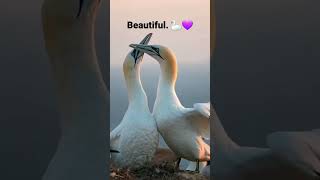 #Beautifulbirds 🦢 #cutebirds 💜