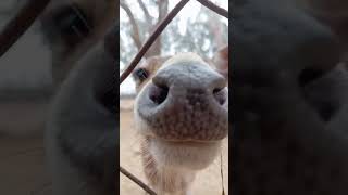 Cute Baby Deer Find Out the Camera by Smells Animal Theater #deervideos #deer #animaltheater