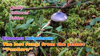 Mushroom from the planet Pandora - Entoloma indigoferum (Enhanced Edition)