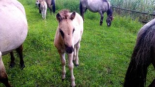 Konik polski Tarpany na Roztoczu Zwierzyniec Stawy Echo