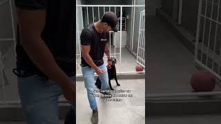 Mais um caso de cachorro agressivo! #adestramento #cachorro #crdog #caioadestrador #cães #shorts