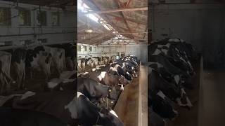 Milking time 40 Cow's#cow  #dairy #cow #dairyfarming #farming #dairycows #animals #dairyproduction