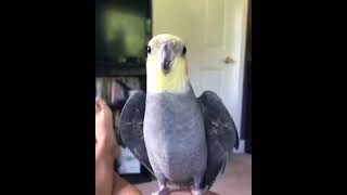 Lovely and Smart Parrot | amazing parrot