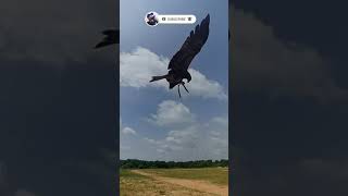 Amazing black kite catching meat super slow-motion video | super slow-motion