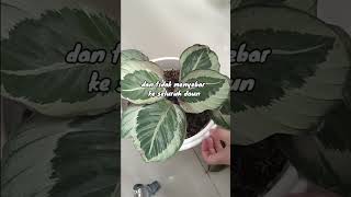 Keluhan umum penghobi calathea‼️😫 ini solusi ala aku🤗 #shorts #tanamanhias #calathea