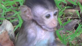 Very Funny Baby Monkey Just was born that is playing and following mother.