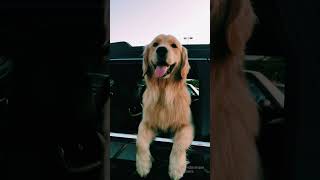 Cachorro bagunceiro #cachorro #dog #videos #fry #shots