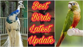 Birds Business In Pakistan 2022 | Latest Birds Price Update | EP 19