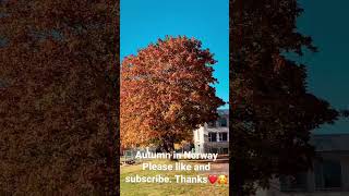 Autumn in Norway/Beautiful/Amazing/Andresa Norway Vlog